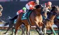 【フェブラリーS】レッドルゼル安田師「ロードカナロア産駒初のダートGI馬に」/ねぇさんのトレセン密着