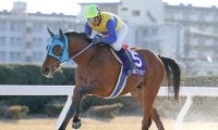 【名古屋・スプリングC結果】ブンブンマルが重賞連勝