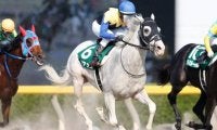 【次走】白毛馬ハヤヤッコはマーチSへ