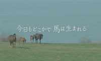 映画「今日もどこかで馬は生まれる」のDVD販売再開