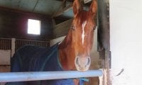 【地方競馬】サウンドトゥルー引退、功労馬に！ 佐藤師「たくさんの人に感動を与えて続けてくれた本当にすごい馬」
