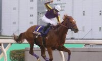 【かしわ記念】カジノフォンテン陣営の思い  ー地方競馬の大将としてー