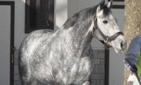 【地方競馬】「ウインブライト特別」など、岩手競馬が「がんばれ！新種牡馬競走」を実施