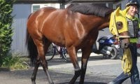 【帝王賞】参戦競馬場は10場に！クリンチャー陣営「右回りは合っている」/ねぇさんのトレセン密着