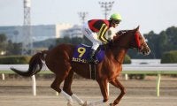 【プロキオンS予想オッズ】ワイドファラオを筆頭に上位は混戦模様