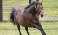 【セレクトセール2021注目馬】ディープインパクト産駒の大トリはスイープトウショウの牡馬