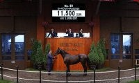 【セレクトセール2021】“華麗なるバラ一族”伯父にGI2勝馬の良血が1億1500万円で落札