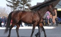 【セレクトセール2021】ハーツクライの最終世代やGI馬の弟、新種牡馬の産駒などが上場