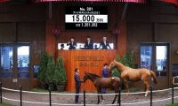 【セレクトセール2021】レイデオロ産駒が1億5000万円