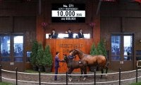 【セレクトセール2021】ピクシーナイトの半弟が1億円で落札　父は13年ダービー馬キズナ