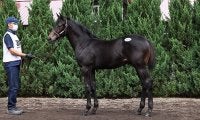 【セレクトセール2021】種牡馬別、落札者別の合計落札額まとめ　ロードカナロア産駒が首位の21億円超！