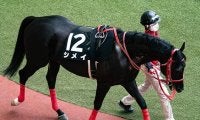 【先週のJRA抹消馬】ヨシオの半弟シメイ、障害競走のベテラン馬2頭など