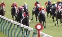 1レースに大挙10頭出し　日曜新潟2Rで夏恒例の“ミルファーム”祭り