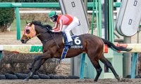 【エルムS予想オッズ】アメリカンシードが単勝2.2倍で予想1番人気に