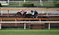 母はクイーンC勝ち馬、アドマイヤラヴィが武豊騎手でデビュー/関西馬メイクデビュー情報