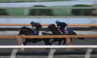 シャフリヤール、神戸新聞杯2週前追い切り速報/栗東トレセンニュース