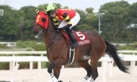 【シリウスS見どころ】3歳馬ゴッドセレクションが重賞初制覇を目指す