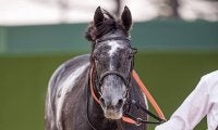 【凱旋門賞JRAオッズ】クロノジェネシスが1番人気　以下、スノーフォール、タルナワと牝馬が上位独占