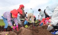 【地方競馬】水沢競馬場で園児22名がさつまいもを収穫