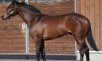 【JRA新馬戦】シャフリヤールの半弟アルファヒディ、超高額馬リアドなどがデビュー