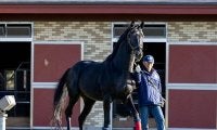 種牡馬ベルシャザールが東北牧場へ移動　2013年ジャパンカップダート覇者