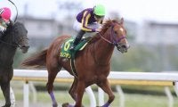 JBCクラシックで地方馬初制覇を狙うカジノフォンテンが第1位！ 第4回地方競馬ファン投票結果発表