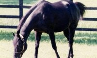 1994年の英ダービー馬エルハーブが死亡、日本で種牡馬生活も