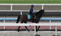 ジェラルディーナ半妹マリーナドンナが福永祐一騎手でデビュー/関西馬メイクデビュー情報