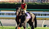 【次走】ジャパンカップ3着のシャフリヤールは年内休養　藤原師「来年に向けて」