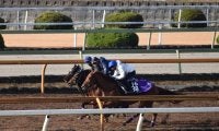 GI馬シュヴァルグランの全妹イヴィステラがデビュー/関西馬メイクデビュー情報