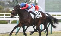 【阪神5R新馬戦結果】ロードカナロア産駒レベレンシアがゴール前で差し切りV