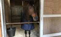【JRA】キセキ辻野師「担当した馬の仔に携われるのがこの仕事の醍醐味」/ねぇさんのトレセン密着