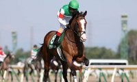 【京成杯想定騎手】アライバルはC.ルメール騎手、オニャンコポンは菅原明良騎手