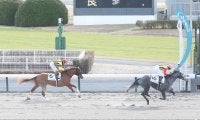 【新馬/中京4R】ダイワメジャー産駒 ナパージュケイクがデビューV