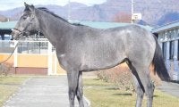 【JRA新馬戦】外国産馬マッドクール、高額馬ベネフィックなどがデビュー