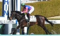 【阪神4R新馬戦結果】メイショウクリフトが人気に応えて4馬身差圧勝
