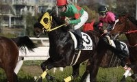 YouTuberヒカルの所有馬が初勝利！ デビュー2戦目、地元・姫路で快哉