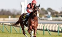 【金鯱賞見どころ】目下4連勝中のジャックドールが初の重賞に挑む