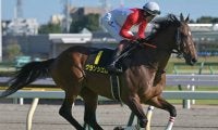 【次走】ハーツクライ産駒グランシエロは青葉賞へ