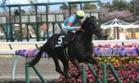【大寒桜賞結果】ブラックブロッサムが8馬身差突き放してデビュー2連勝