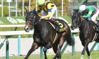 【新潟大賞典枠順確定】ステラリアは5枠9番、シュヴァリエローズは7枠12番