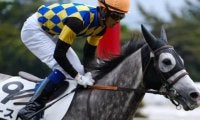 【先週のJRA抹消馬】芦毛馬ゴースト、良血馬フランツ、竹之下騎手ダービー初出走のヴィントなど