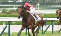 【阪神5R新馬戦結果】カルロヴェローチェが抜け出して2馬身差快勝