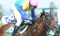 新種牡馬グレーターロンドンの産駒が初勝利　単勝1.1倍の圧倒的人気に応えて7馬身差圧勝