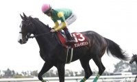【函館記念見どころ】サンレイポケットが重賞2勝目を狙う