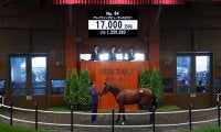 【セレクトセール2022】追分ファーム ハーツクライ産駒が1億7000万円