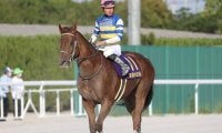 【プラチナC】JpnI勝ち馬など実績馬が多数出走、浦和の夏を飾る短距離戦