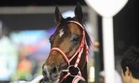 新種牡馬リアルスティールの産駒がJRA初勝利　小倉1Rニシノトキメキ