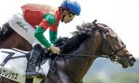 【次走】マイネルケレリウスはサウジアラビアRCへ 6月東京の新馬戦を勝利