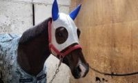 どうしたらイグナイターはJBCを勝てるのか 園田・姫路競馬に初のGI制覇を！